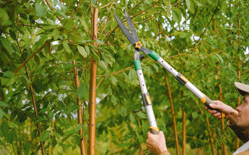 Tree trimming in Demotte, IN
